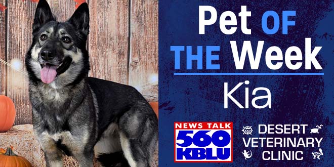 Pet of the Week - NEWS TALK 560AM KBLU - Yuma, AZ